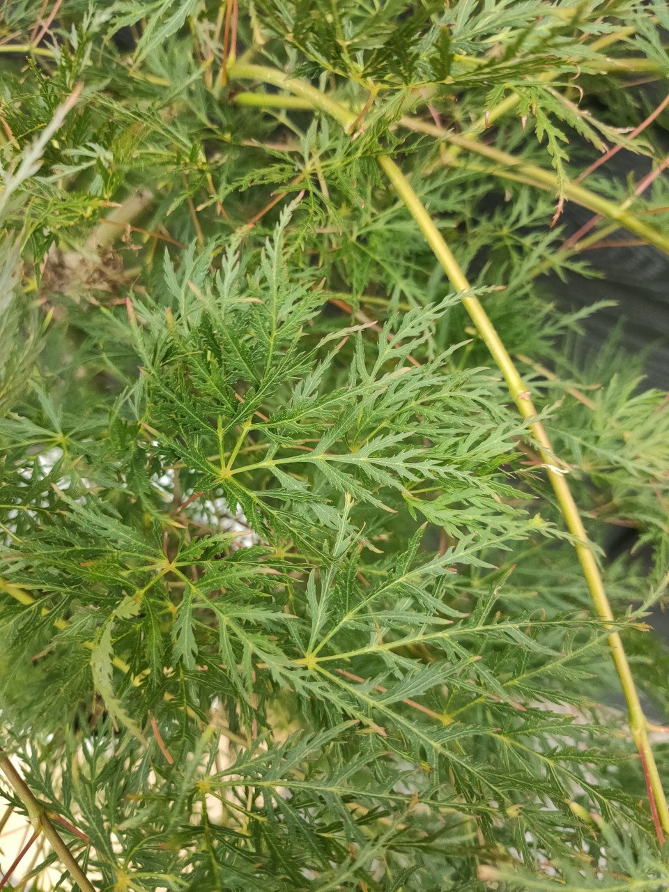 Emerald lace Japanse esdoorn Acer Dissectum