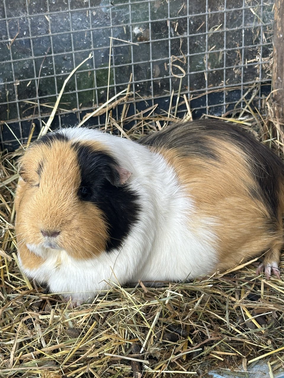Cavia’ s