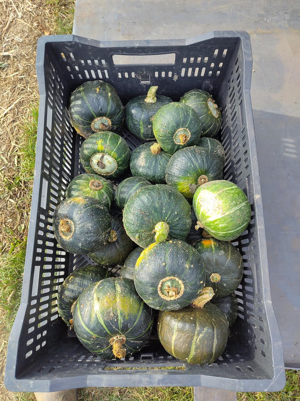 Pompoenen en kalebassen