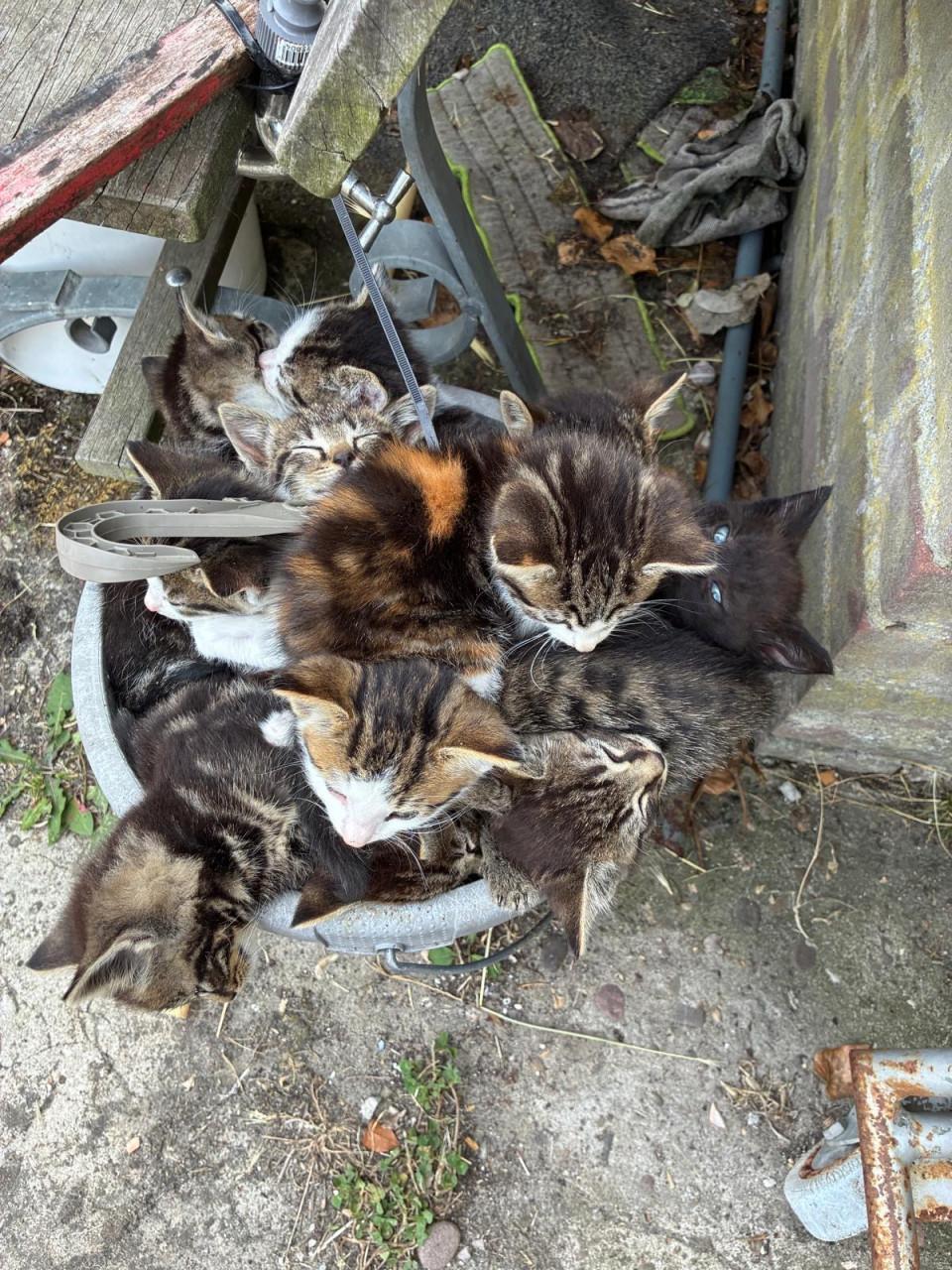 Kittens