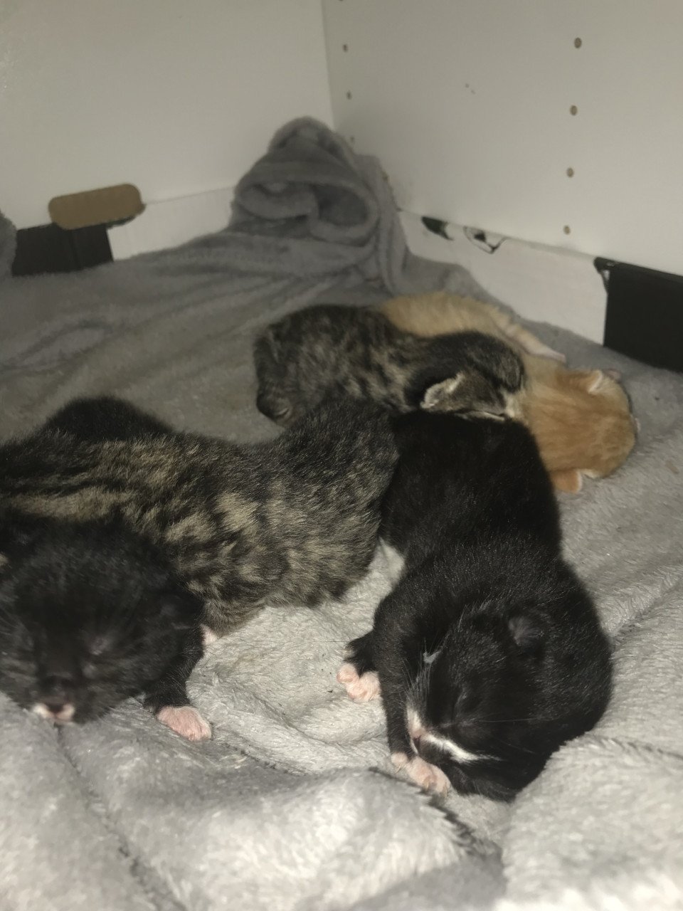 Kittens zoeken gouden mandje