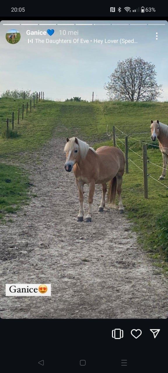 Merrie 21/8/2024 kruising freiberger haflinger