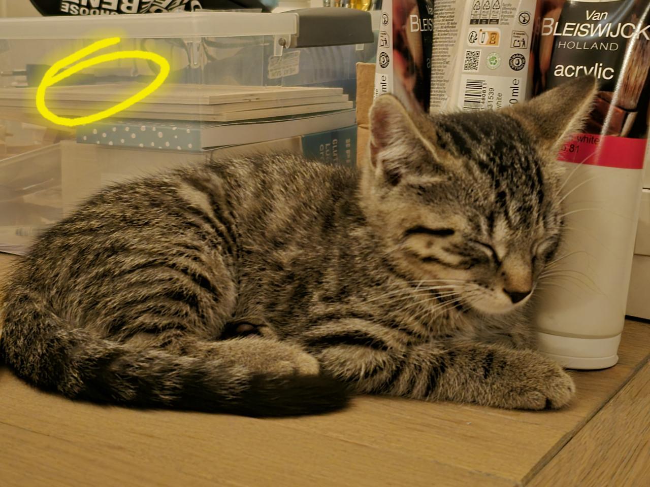 Gebroeders Knuffel en Truffel op zoek naar een nieuwe hoekbank