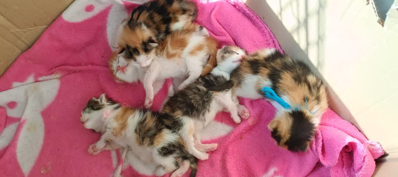 Mooie en lieve kittens