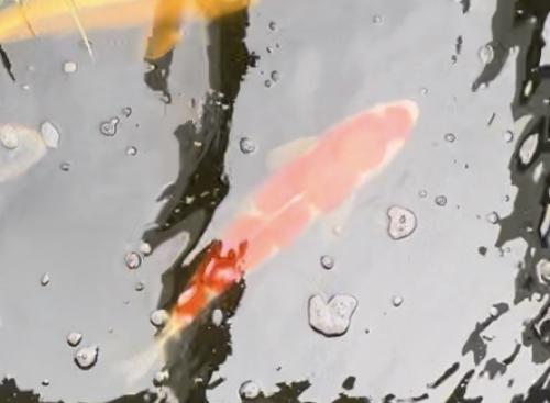 Koi`s voor een kleine prijs