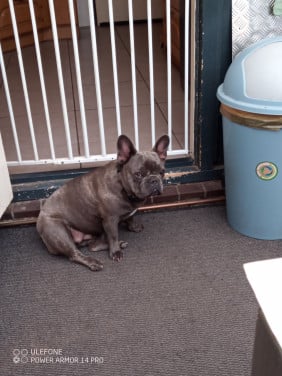 Franse Bulldog teefje