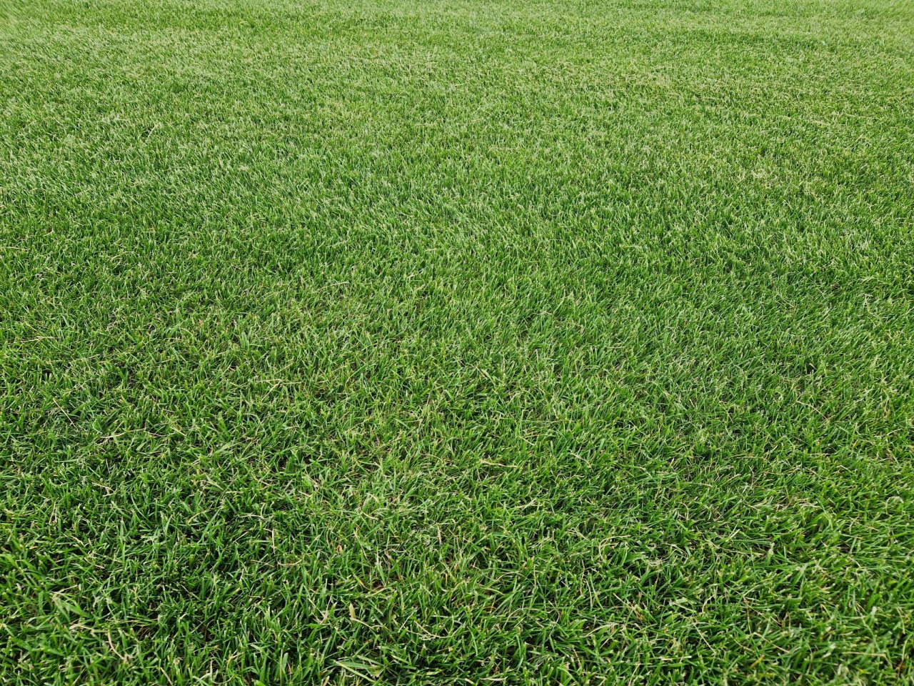 Actie! Graszoden van Zeeuwse bodem met korting!