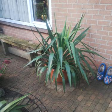 Ideale tijd om een Yucca filamentosa te planten