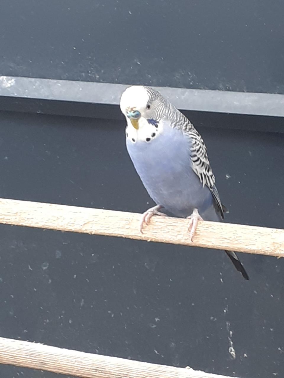 Diverse kleuren jonge grasparkieten van 2025