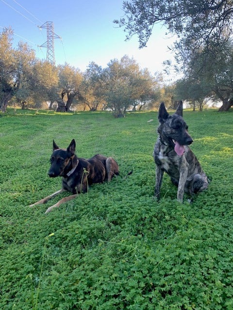 Alora Dog Rescue: Leo wacht al zo lang
