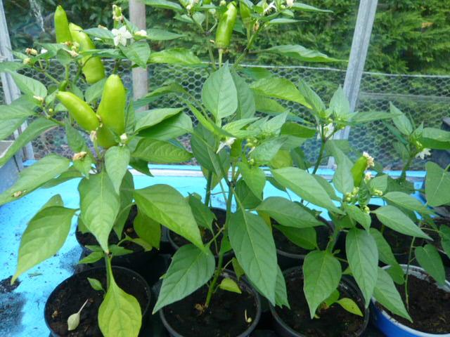 TOMATEN ,PAPRIKA, PEPER EN SNACK KOMMER PLANTEN