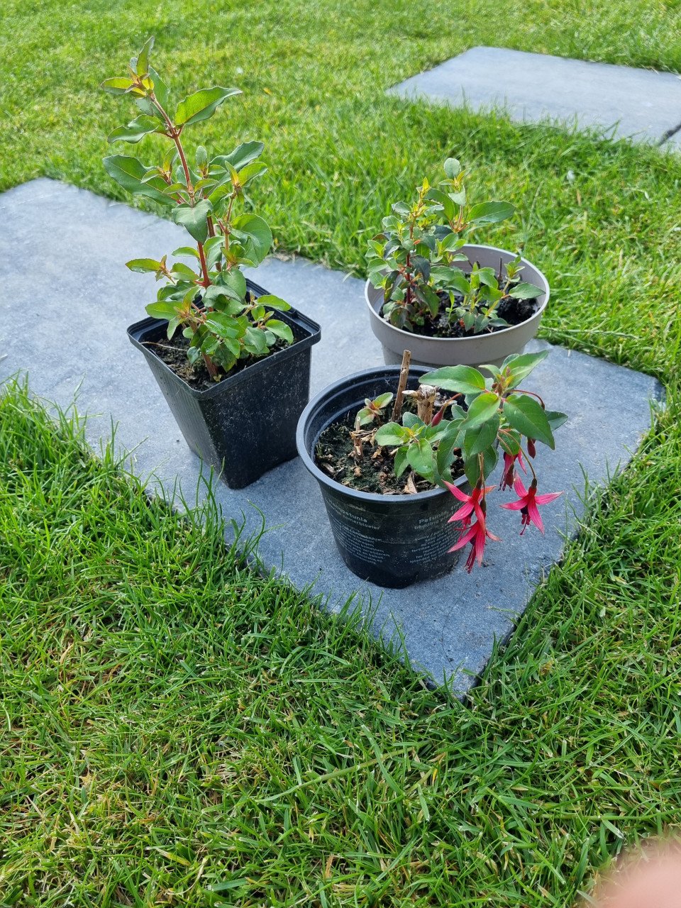 Fuchsias