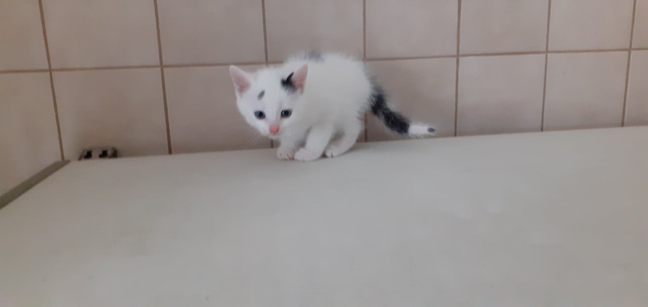 Kittens