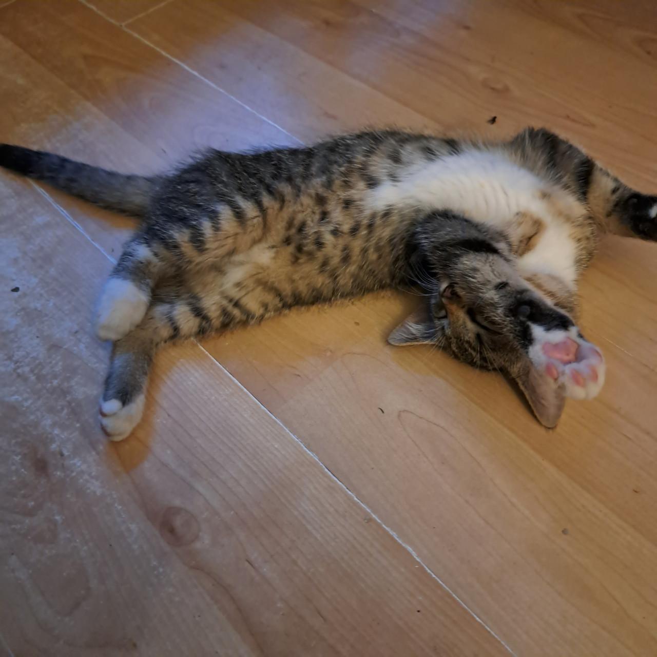 Kittens