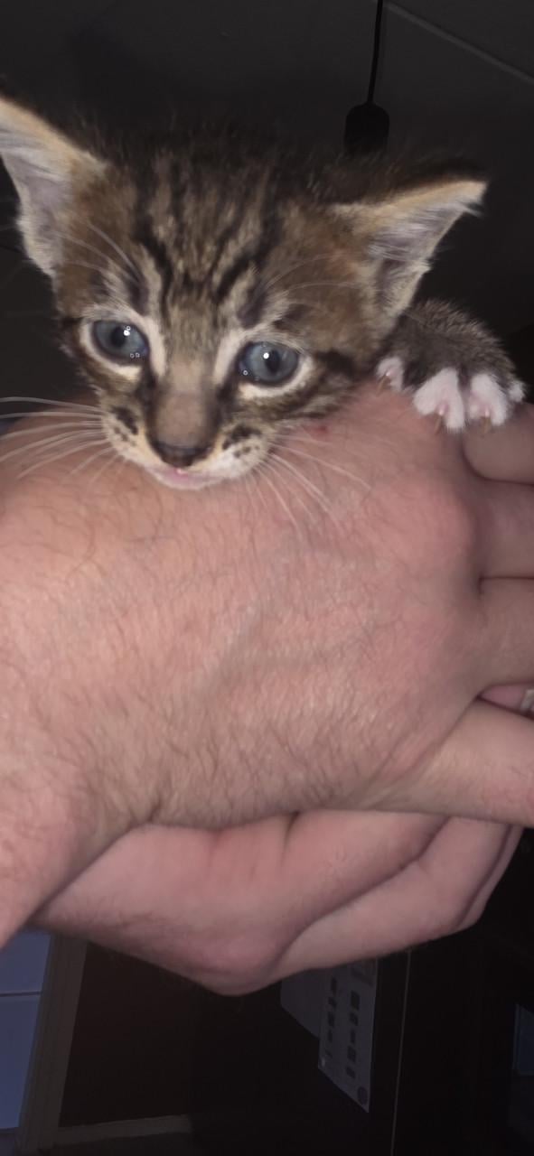 Nog 5 Supper schattige kittens