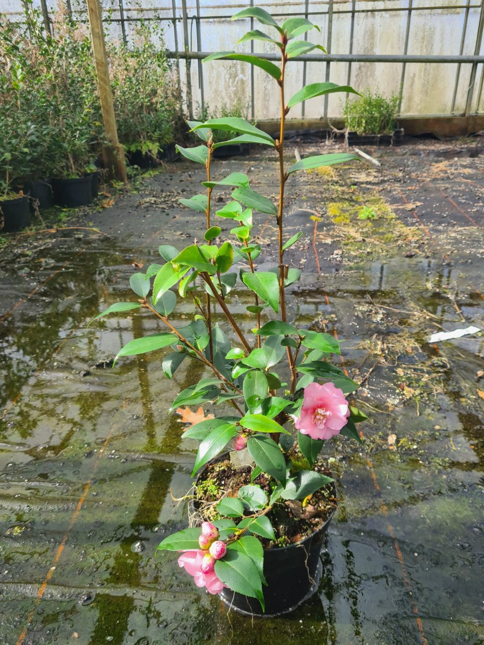 Camelia Spring Festival ca. 100 cm hoog