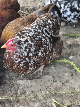 3 krielkippen porselein