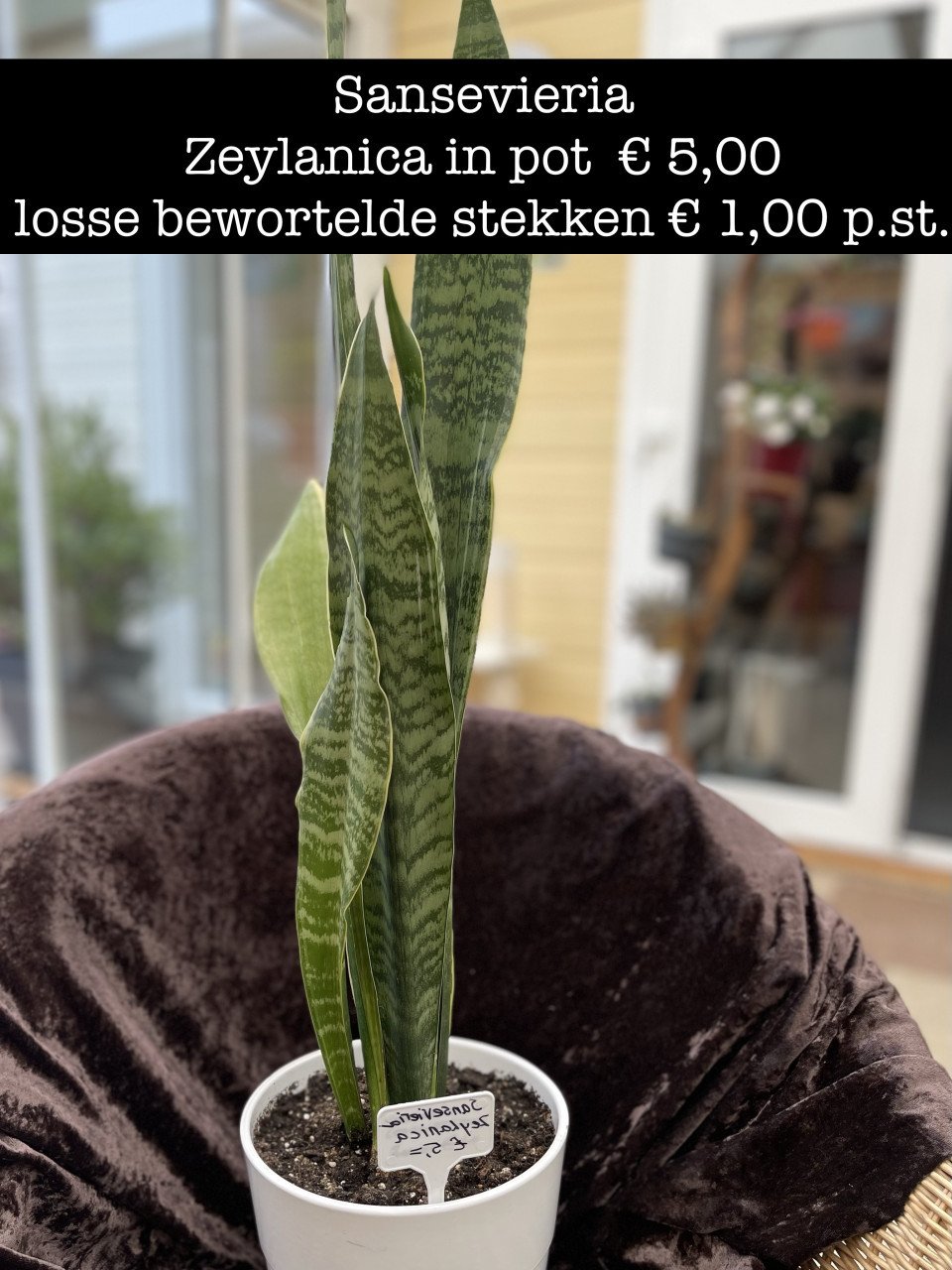 Planten - succulenten