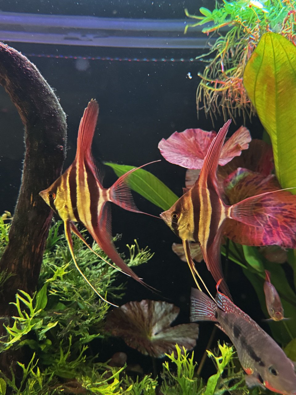 Altum Vichada wildvang