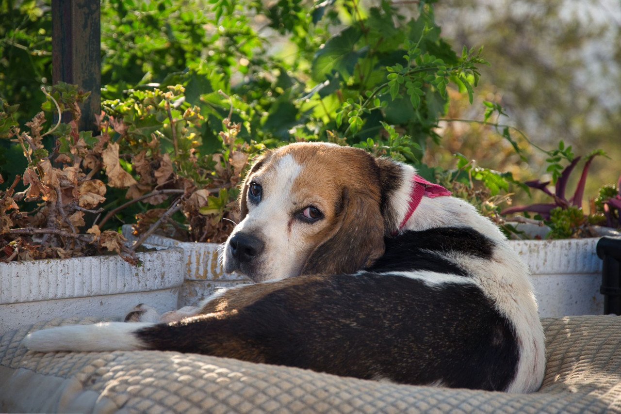 Deze hele lieve Beagle zoekt een heel lief baasje!
