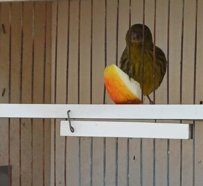 Kanarie groen pop tentoonstellingkwaliteit geringd