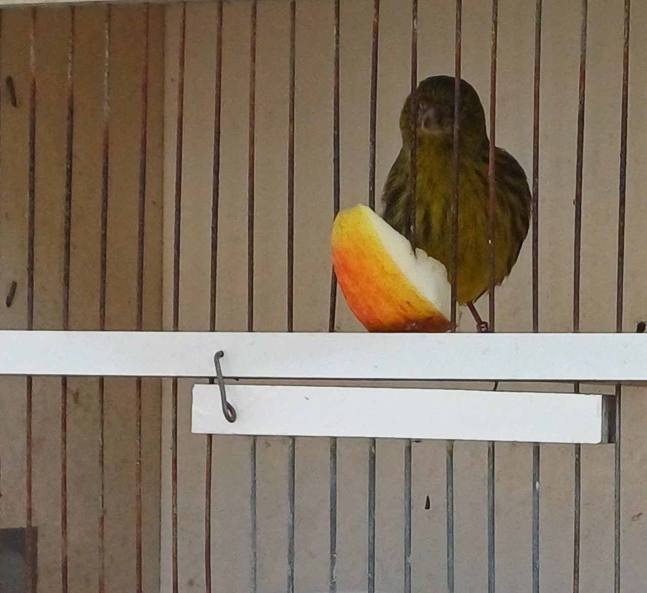 Kanarie groen pop tentoonstellingkwaliteit geringd