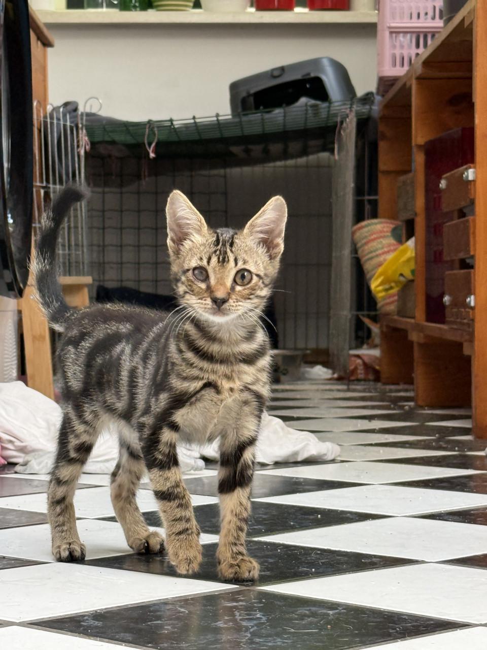 Kittens