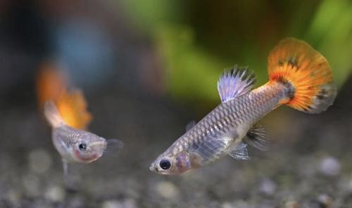 Guppy vrouwtjes.