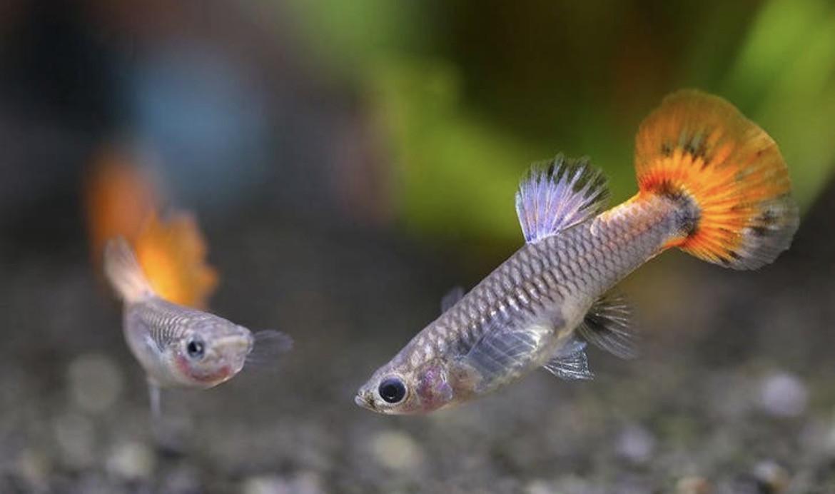 Guppy vrouwtjes.