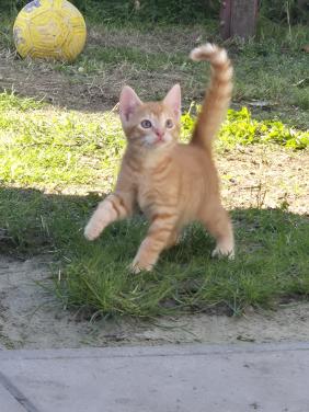 Rode Kitten