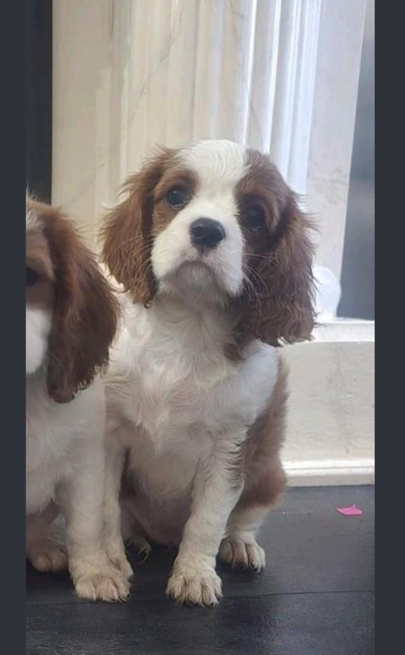 Cavalier king charles spaniel