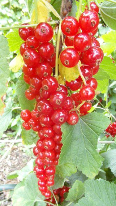 Bramenstekken, bessenstekken, druivenstekken