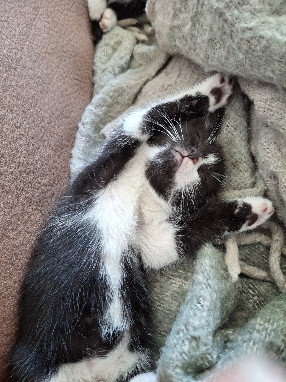 Kittens