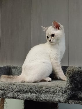 Super leuke Britskorthaar x Ragdoll kittens beschikbaar POESJES
