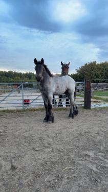 Trekpaard hengstveulen