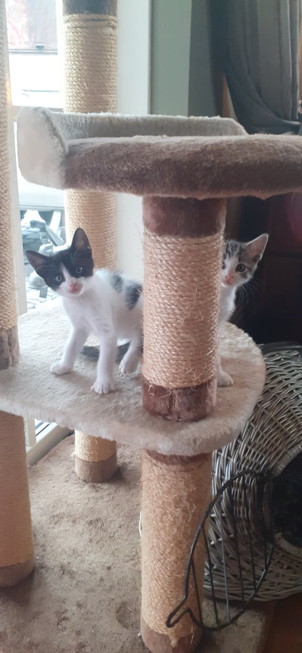 Lieve aanhankelijke kittens ❣