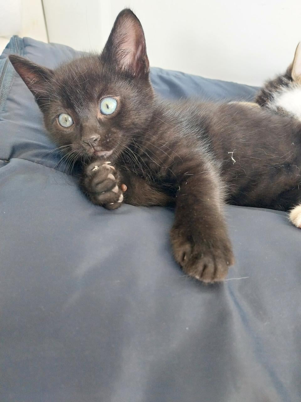 Leuke katertjes te koop!