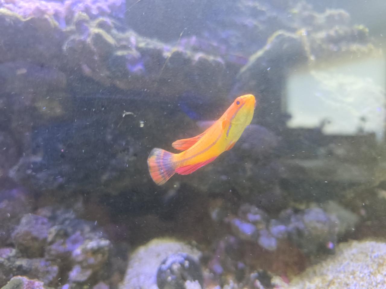 Mooi zeewater Aquarium