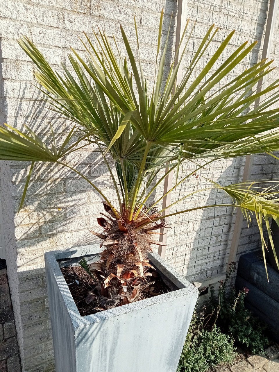 Plant