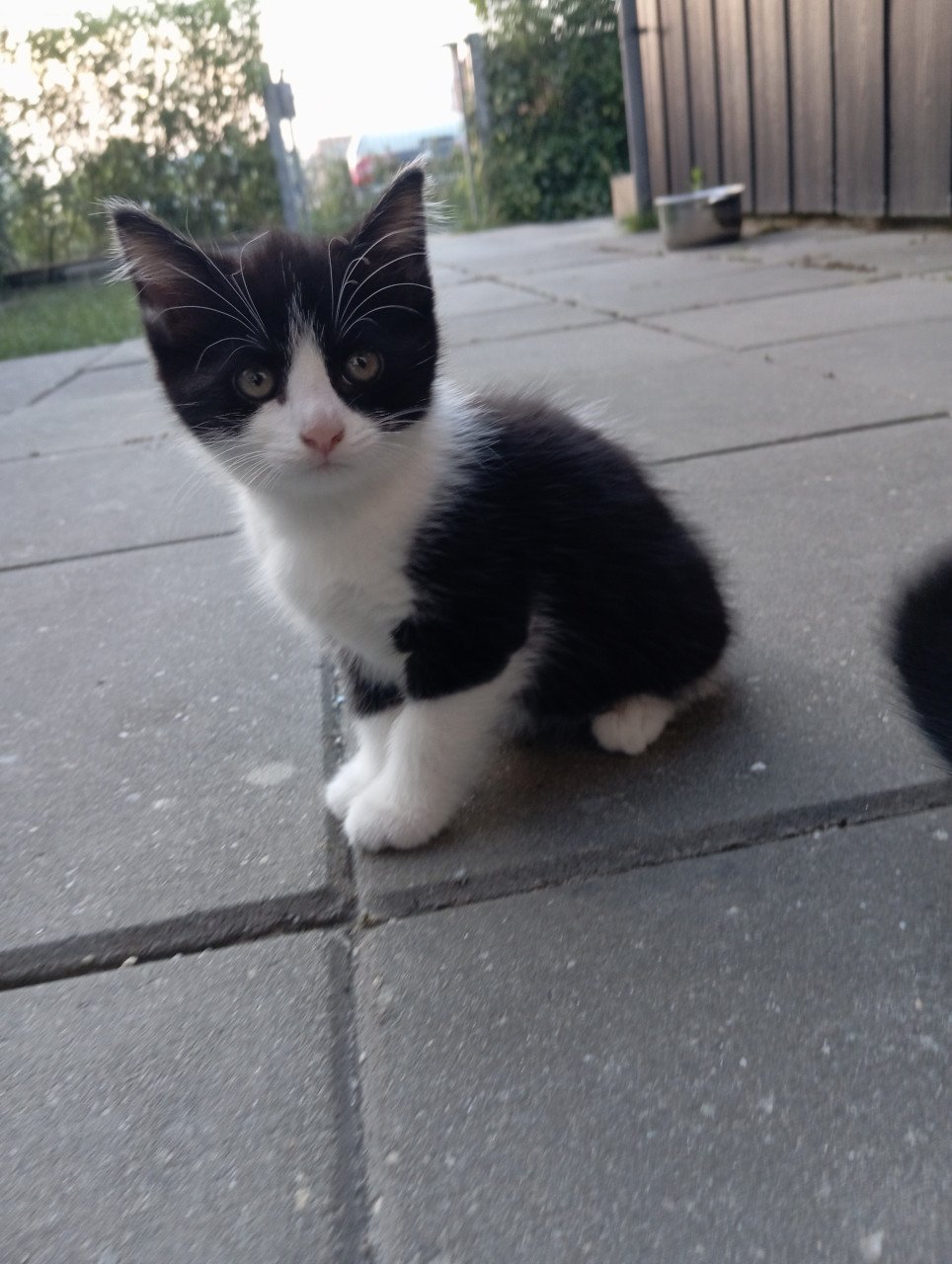 Kittens half langhaar zwart-wit