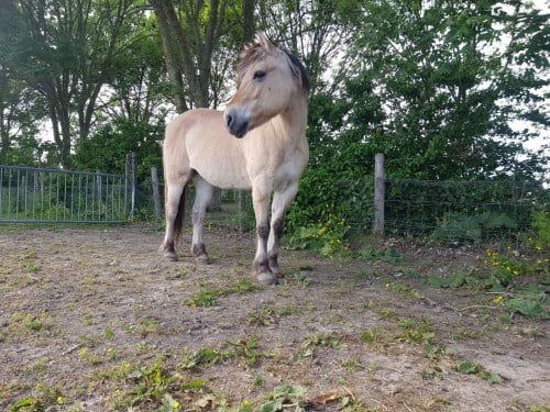 Goed huisje gezocht voor fjord pony