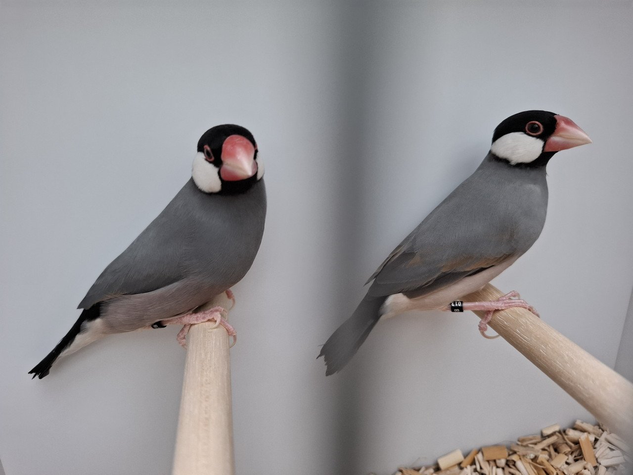 Rijstvogels