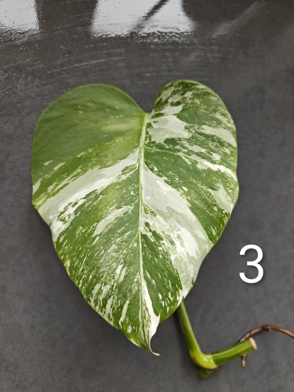 Monstera Variegata stekken, kamerplant
