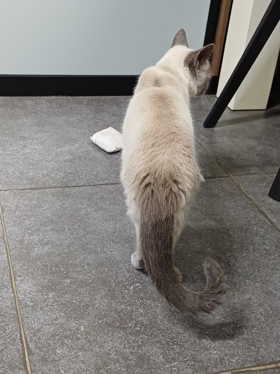 We zoeken voor onze 2 lieve Brits Korthaar poezen een nieuw huisje.