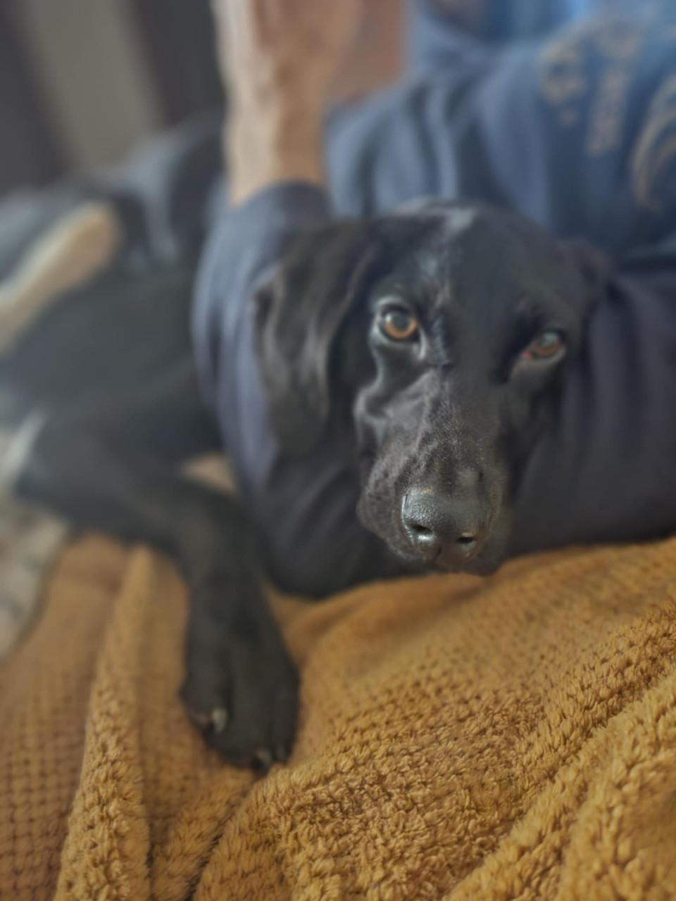 Lieve hond ( vrouwtje)