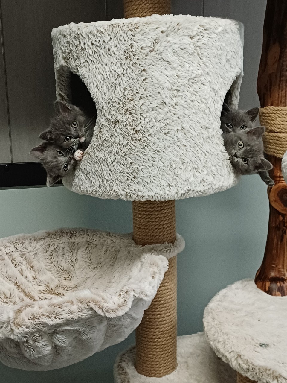 Leuke Brits Korthaar x Ragdoll kittens beschikbaar