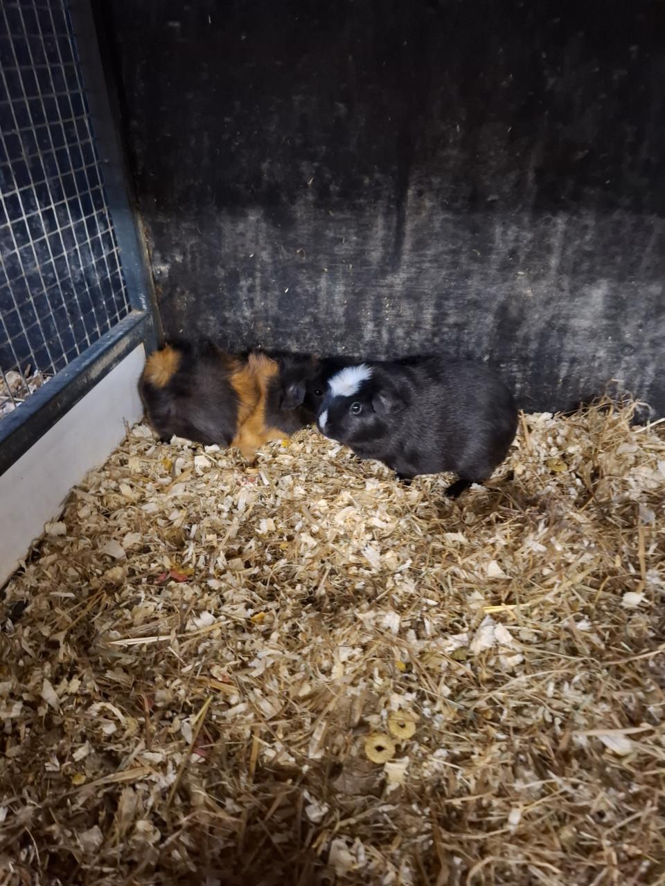 Ruime keuze uit cavia's