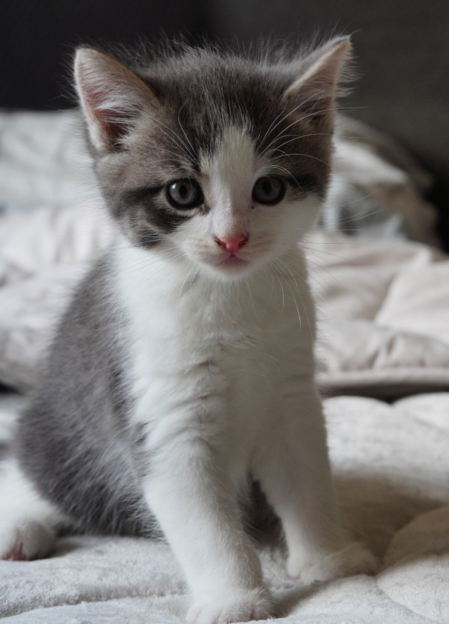 2 ondeugende kittens zoeken nieuw baasje