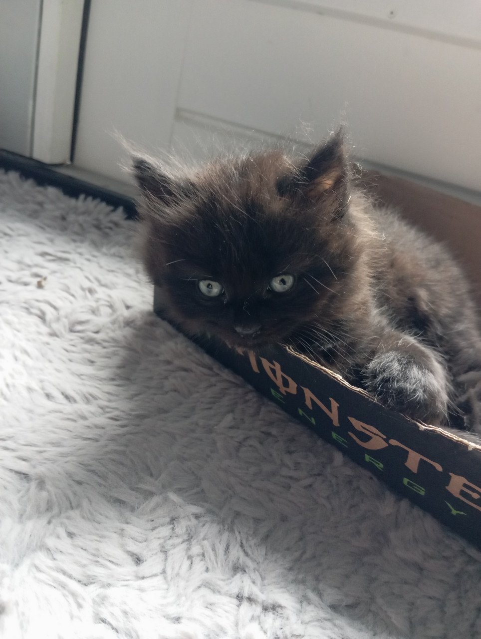 Kitten mannetje langhaar