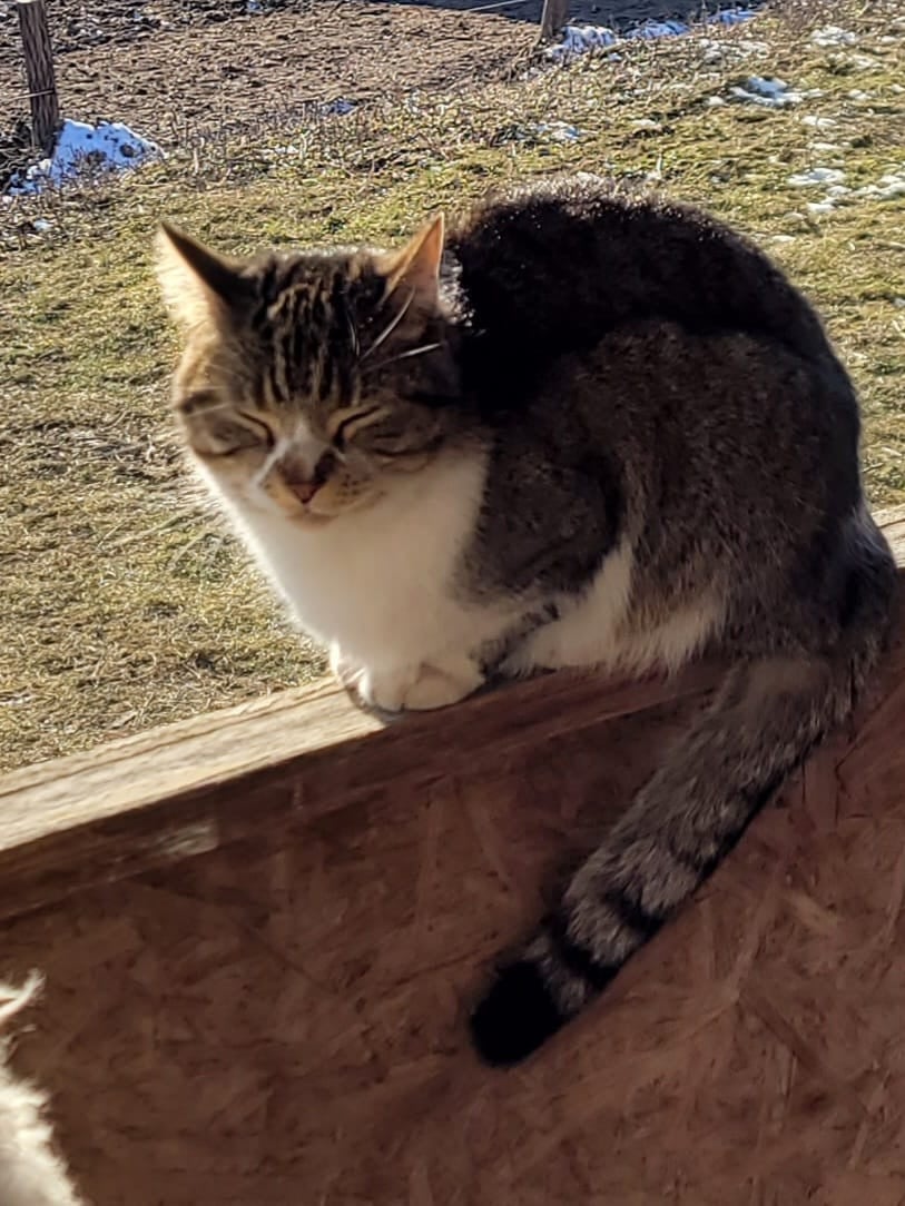 Herplaatsing (oudere) katten
